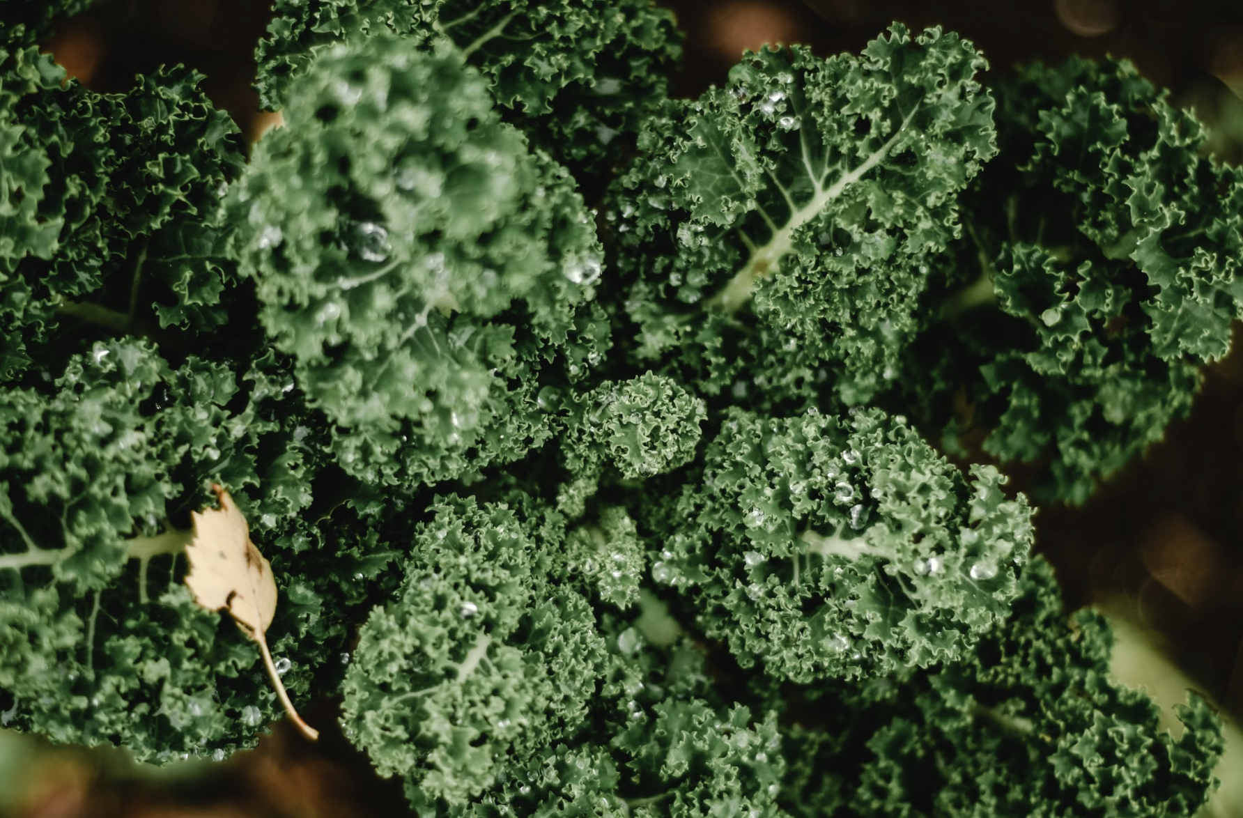 How to Grow Kale in Cool Weather (Complete Guide)
