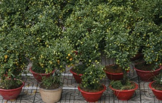 How to Grow Kumquat Trees in Pots (Complete Guide)