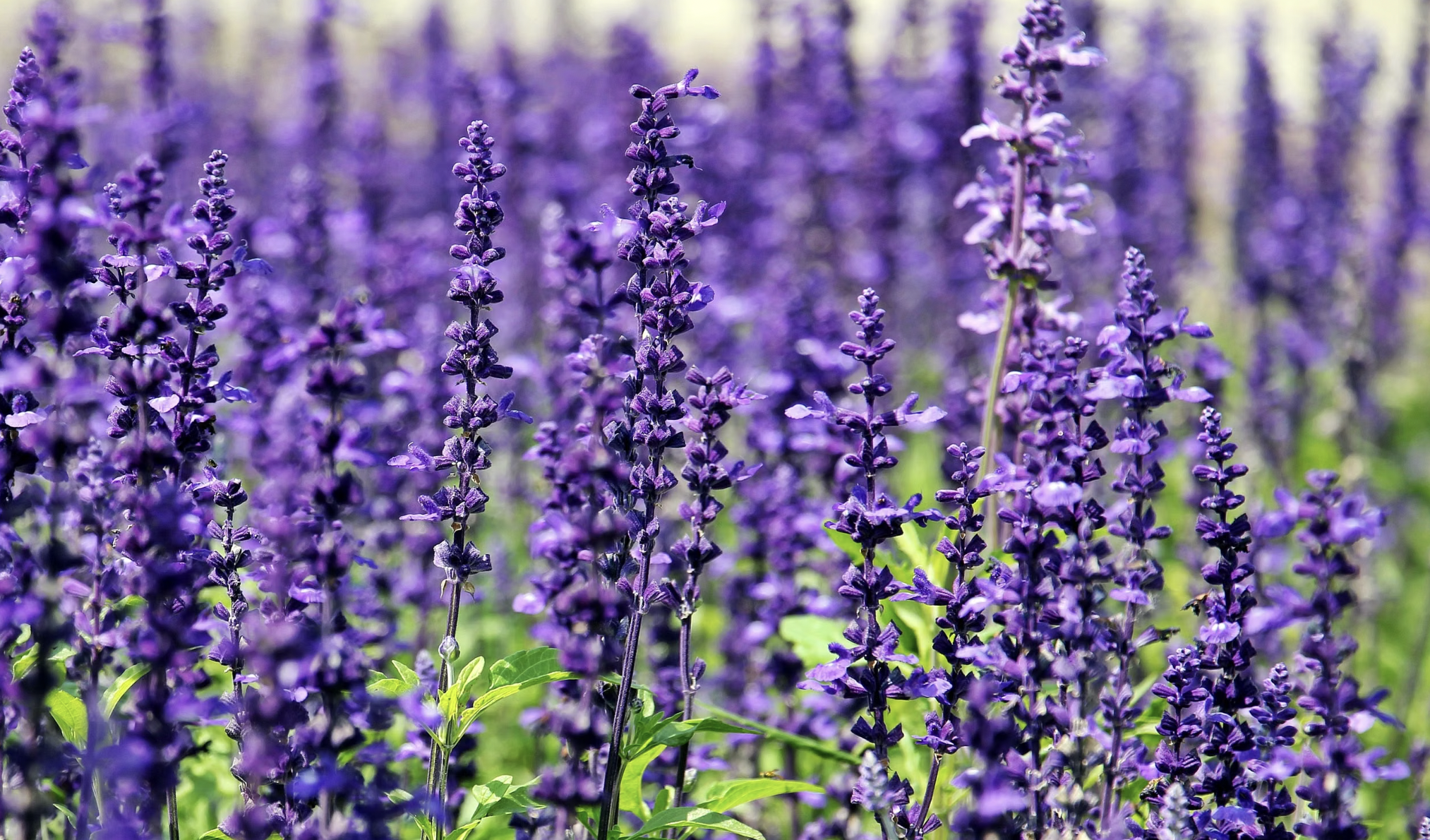 How to grow lavender for Beginners (Complete Care Guide)