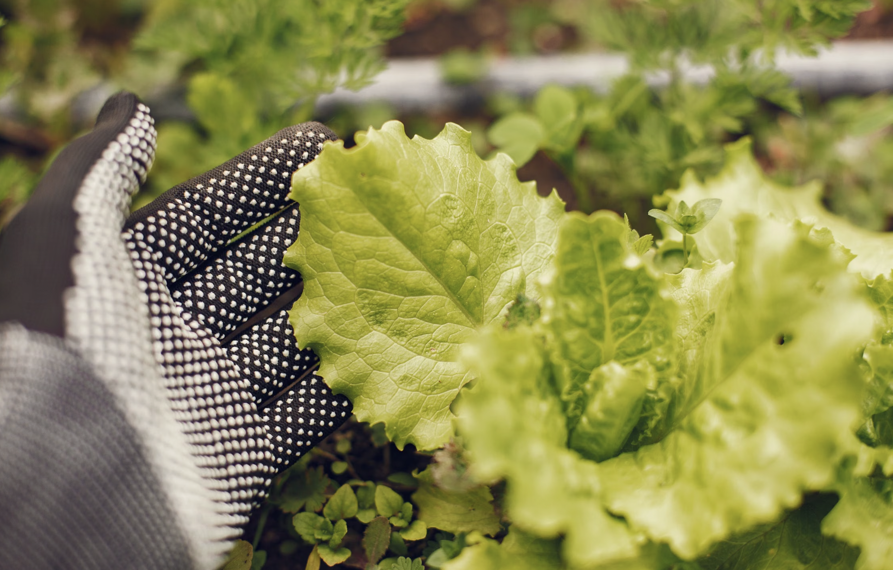 How to Grow Leaf Lettuce for Continuous Harvest