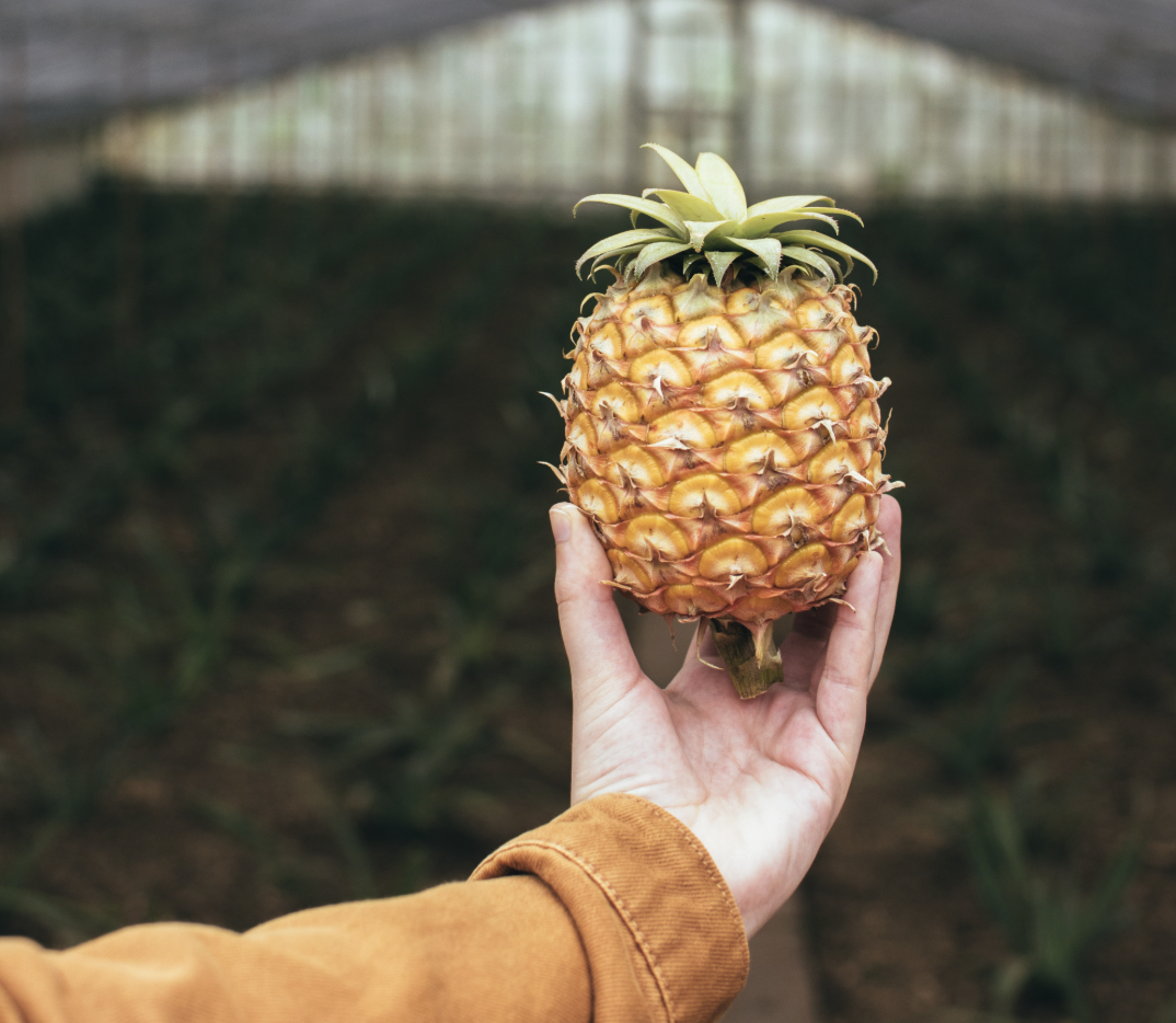 How to Grow Pineapple From a Top at Home (Easy Guide)