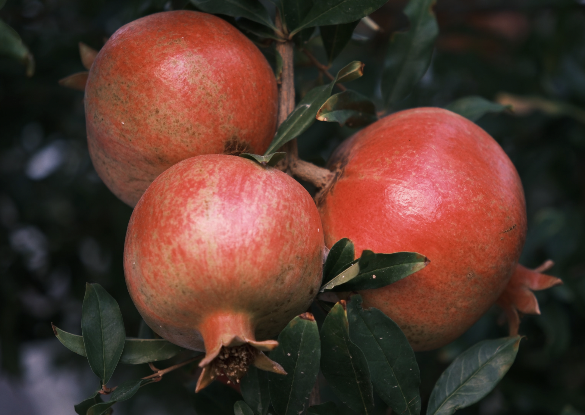 how to grow pomegranate from seed