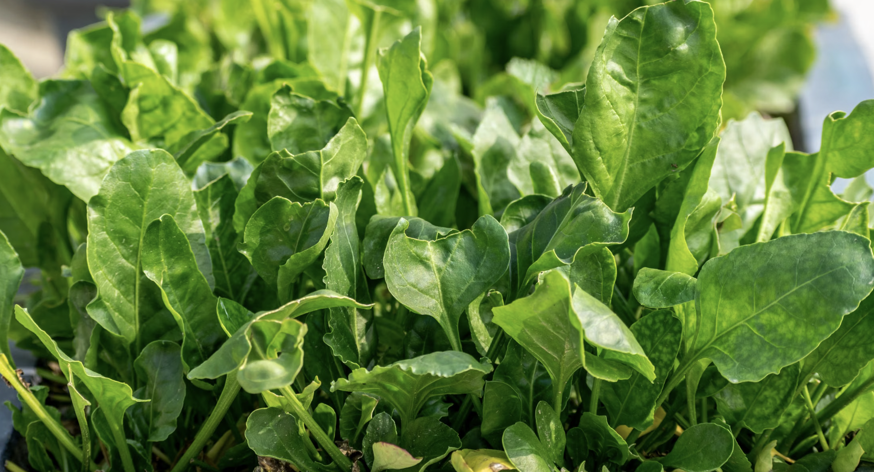 How to Grow Spinach Year-Round (Complete Guide)