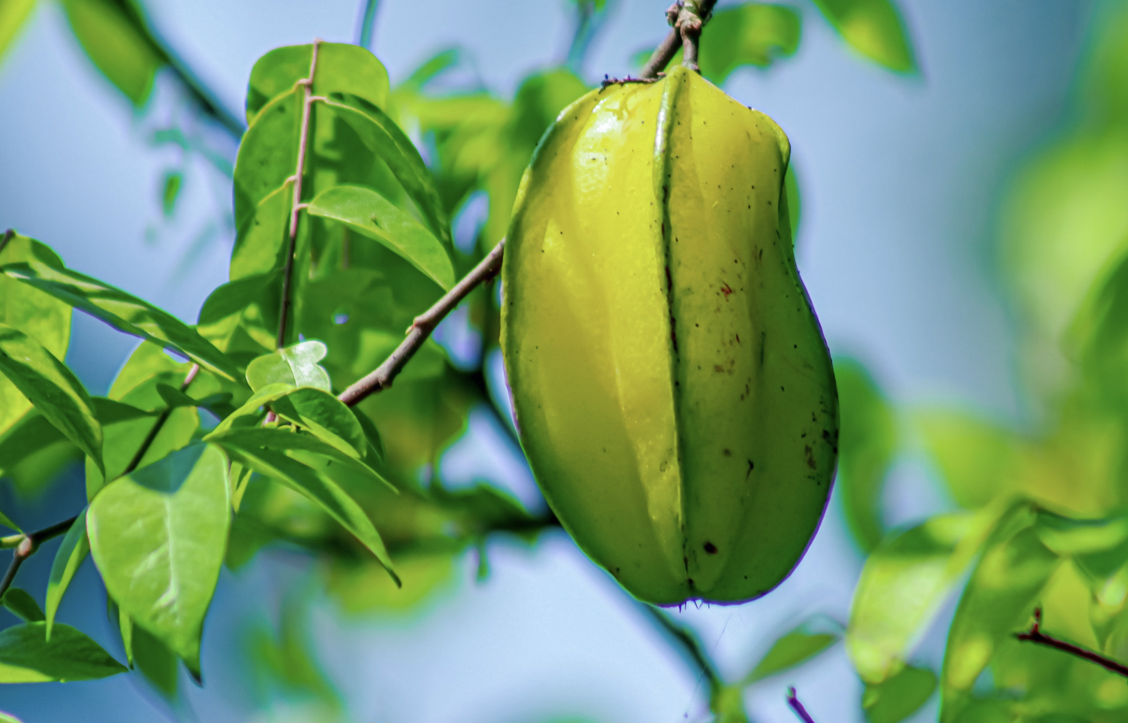 how to grow star fruit at home in containers
