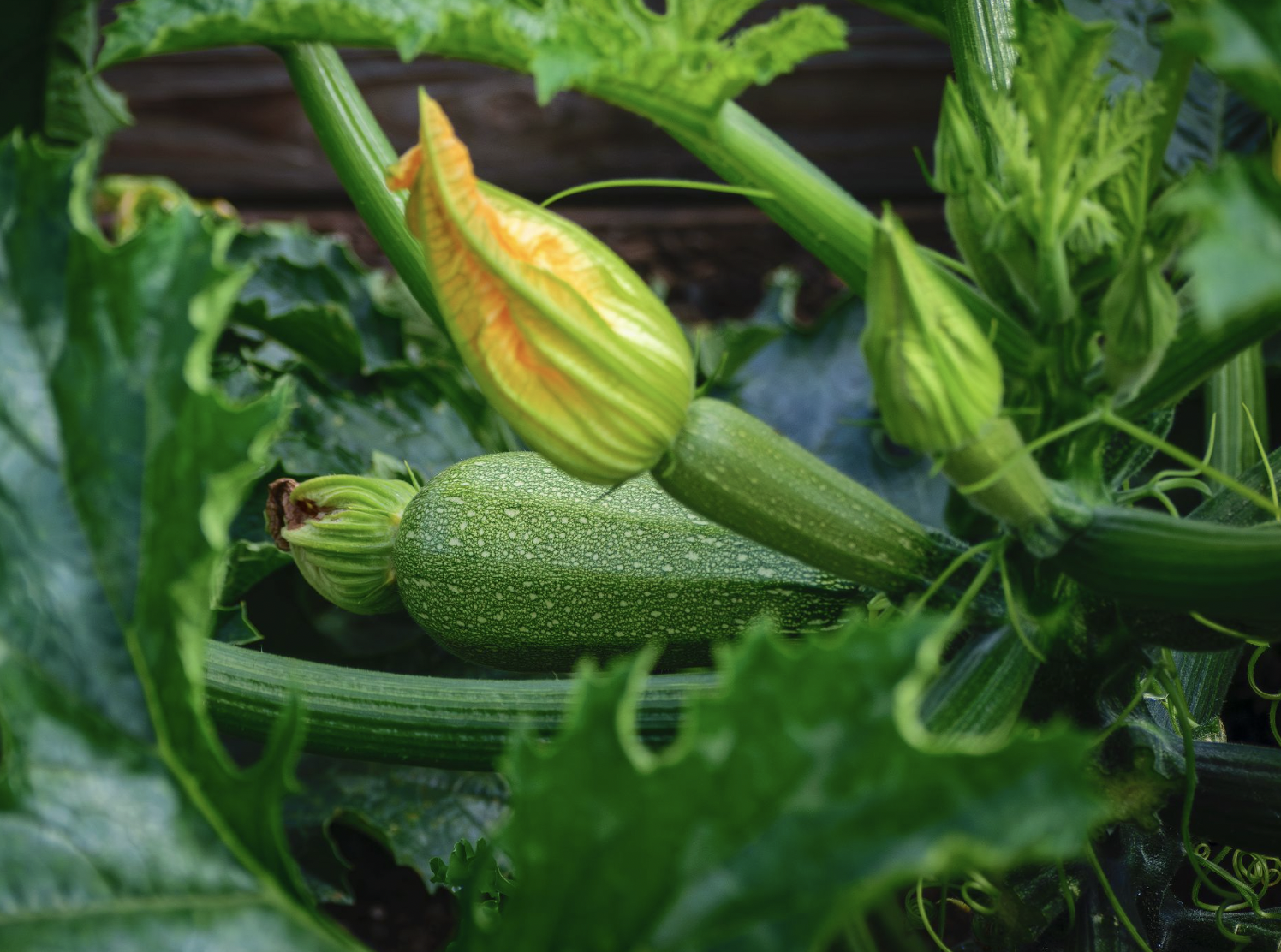 How to Grow Zucchini in a Small Gardens 2027 (Easy Guide)