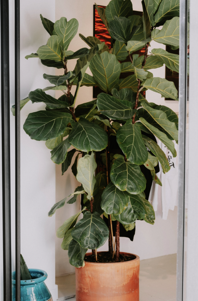 How to Plant a Fig Tree in Pots indoor