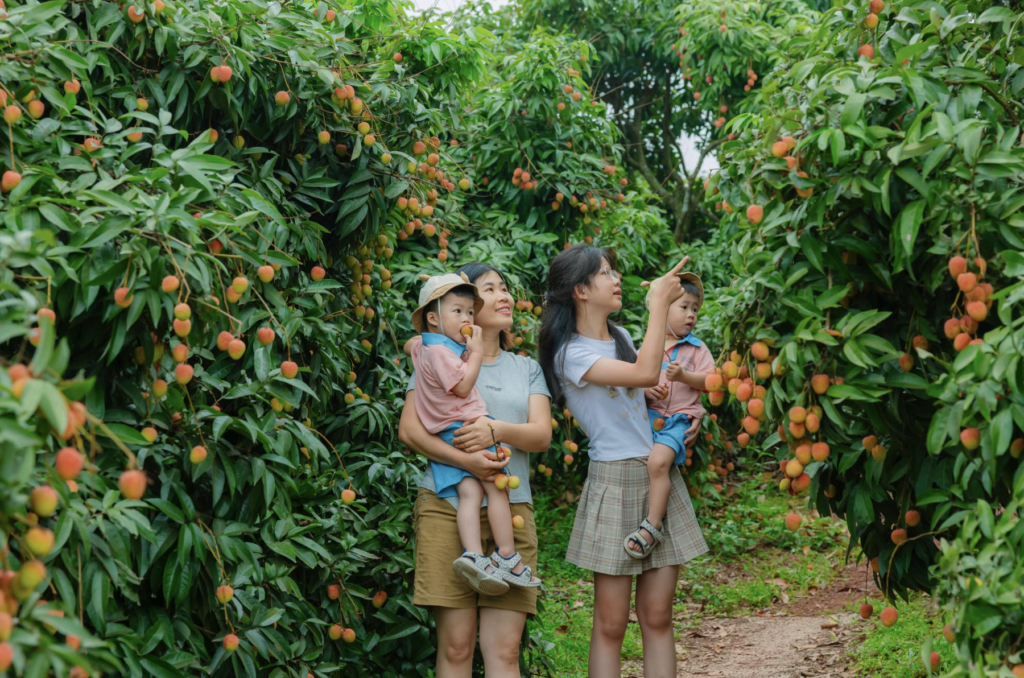 Is Growing a Lychee Tree Worth It