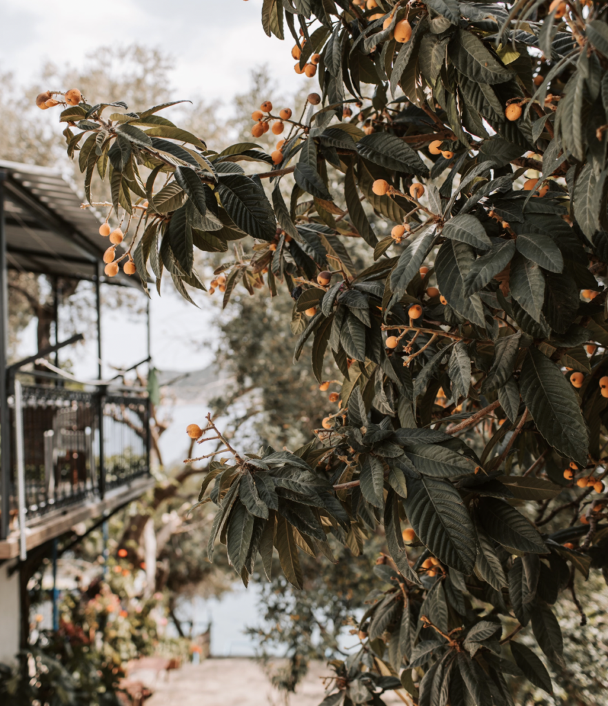 Loquat tree with ripe fruit in a rustic Antalya garden setting.
