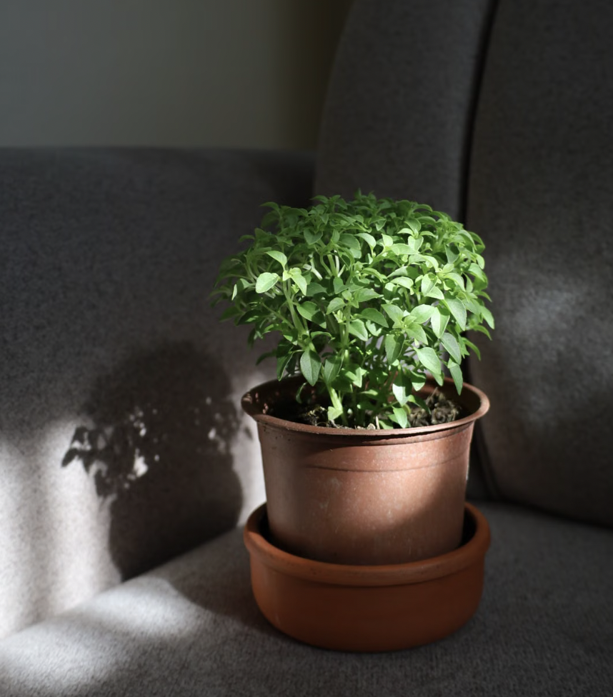 Lush green basil plant in a terracotta pot on a cozy gray sofa in indoor lighting