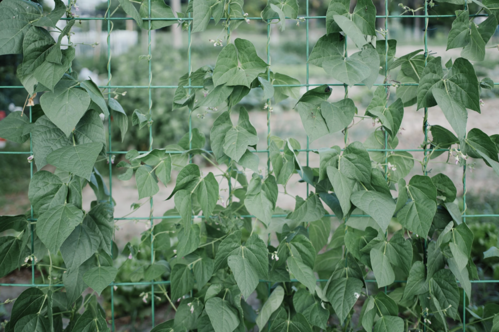 Lush green bean plants climb a sturdy garden trellis in an outdoor setting