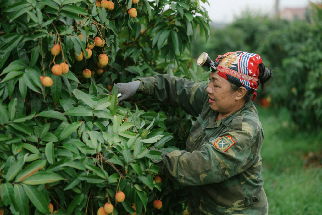 Lychees grow best in USDA Hardiness Zones 10