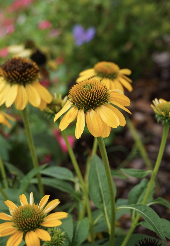 Macro shot of vibrant yellow coneflowers blooming in a garden, showcasing nature's beauty