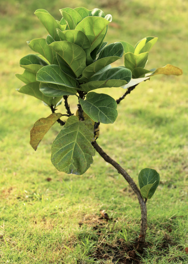 Meet the Fig Tree (Ficus carica)