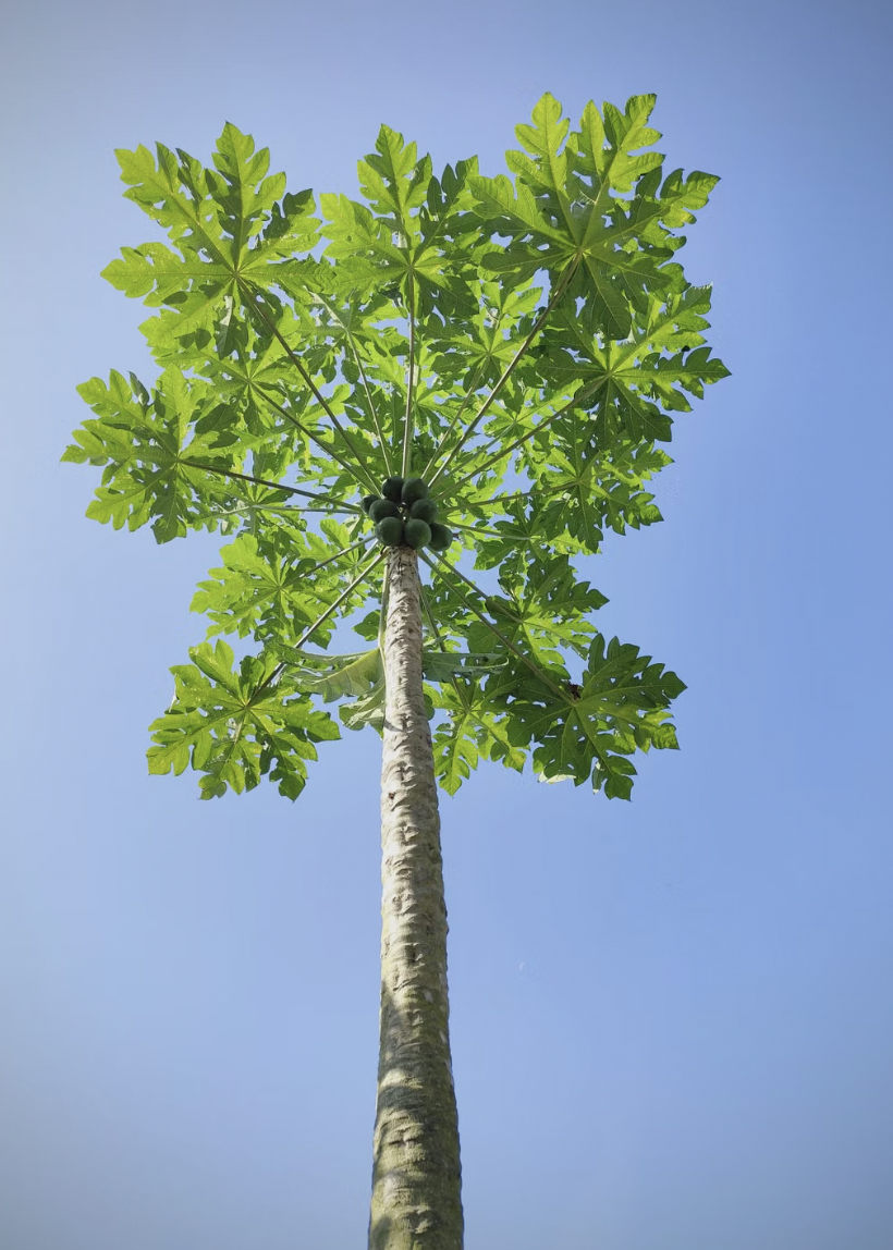 Papaya plant with large green leaves thriving in a backyard garden setting.