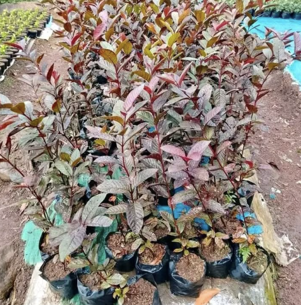 Pink guava tree care at nursery before plantig