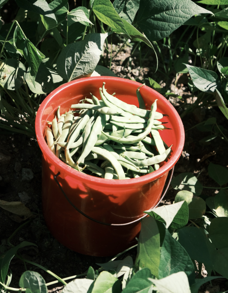 Red bucket filled with fresh green beans in a lush vegetable garden