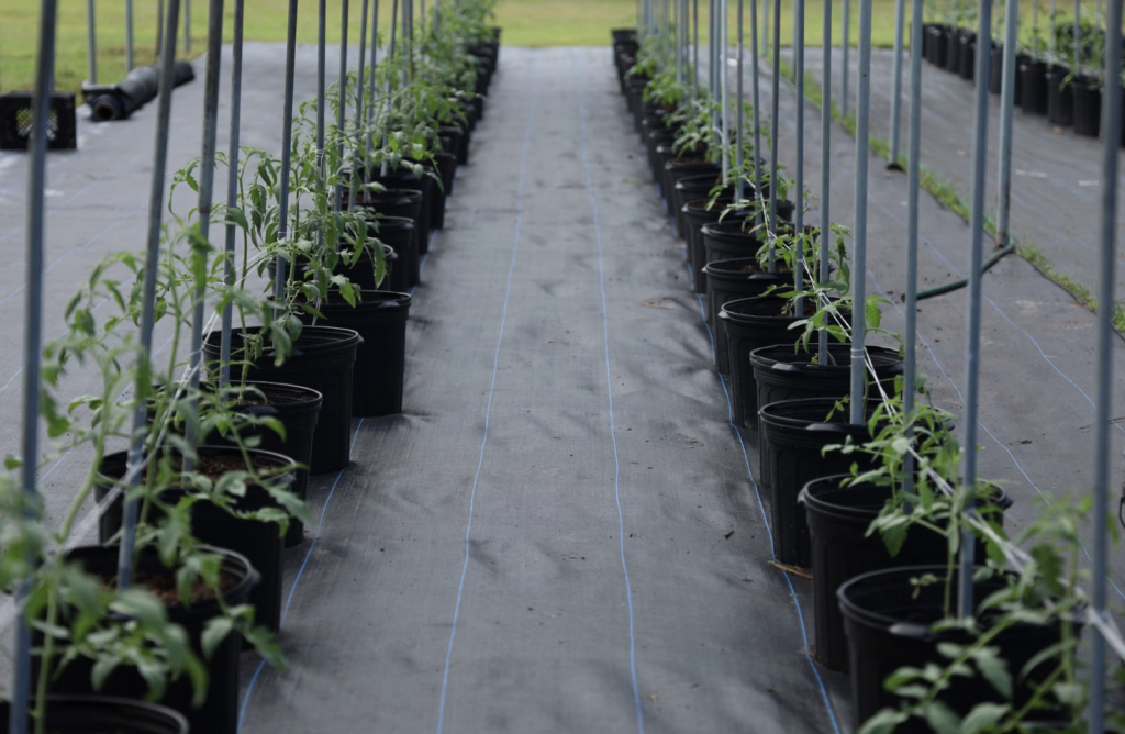 Rows of young tomato plants grow in a modern greenhouse setting, optimizing indoor farming techniques