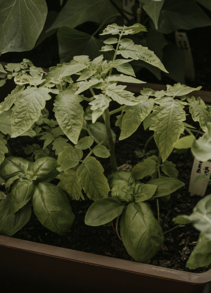 Growing Tomatoes in Containers Worth It