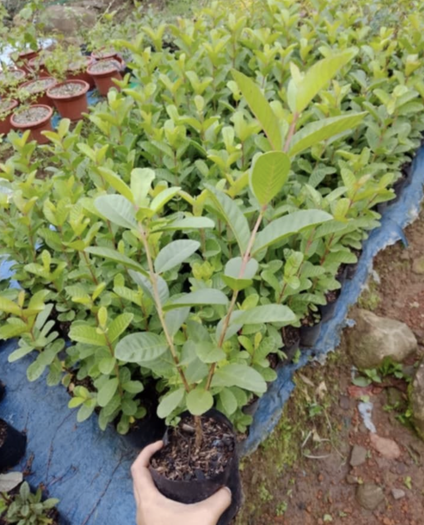 Starting fresh Guava before transplanting in bigger pots