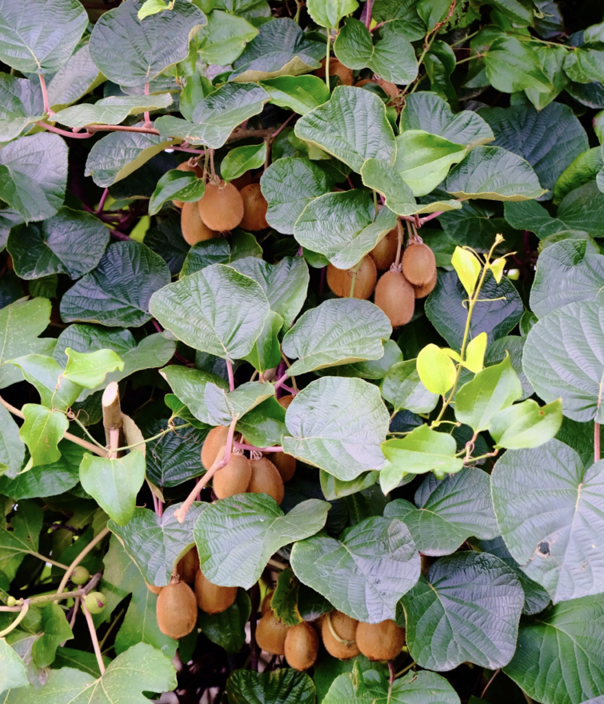 Vibrant kiwi fruits hanging on verdant vines in a natural setting, ready for harvest
