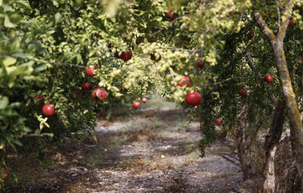 beautiful Vibrant pomegranates hanging on tree branches.