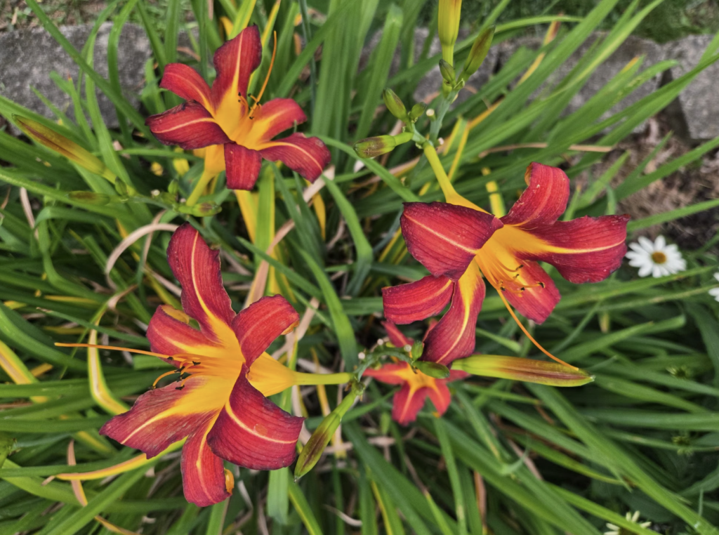 Vibrant REd lilies blooming over a rustic stone wall in a lush green park setting