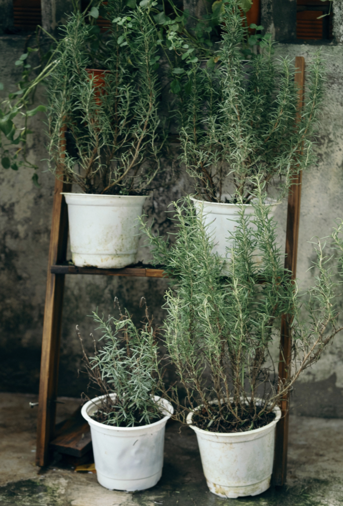 Vibrant rosemary plants in white pots on wooden stand in a rustic garden setting. Ideal for gardening and nature themes.