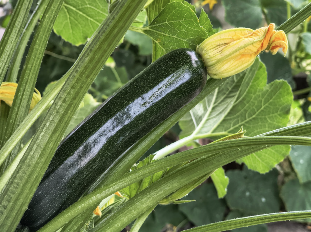 Vibrant zucchini plant with blossoms captured in natural setting, showcasing growth and freshness
