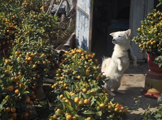 White dog standing on hind legs among vibrant kumquat plants in a sunny garden.