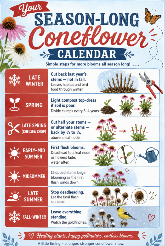 Your Season-Long Coneflower Calendar
